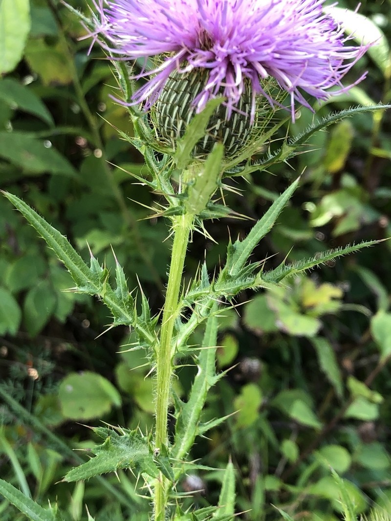 Field Thistle photo 8