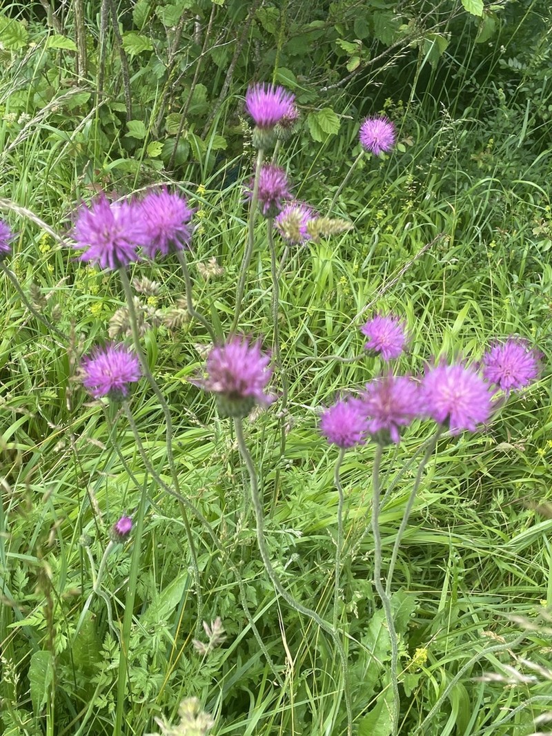 Cirsium dissectum photo 2