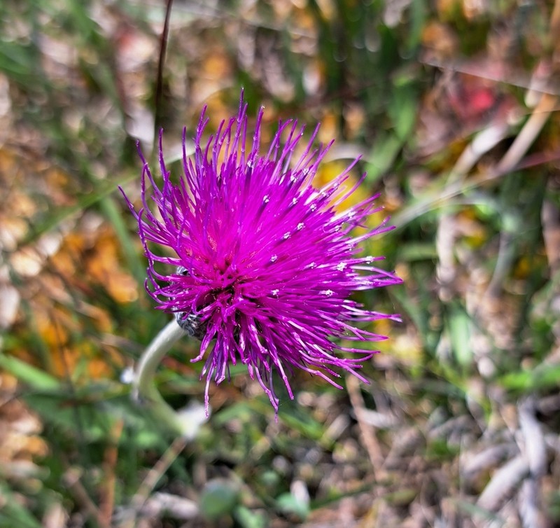 Cirsium dissectum photo 3