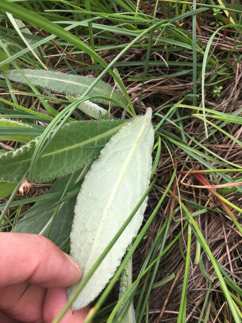 Cirsium dissectum photo 4