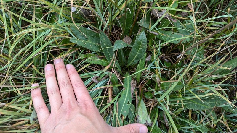 Cirsium dissectum photo 5