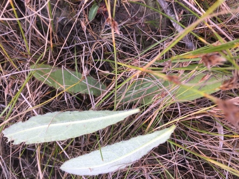 Cirsium dissectum photo 6