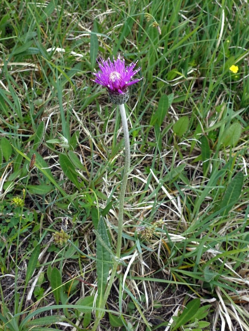 Cirsium dissectum photo 7
