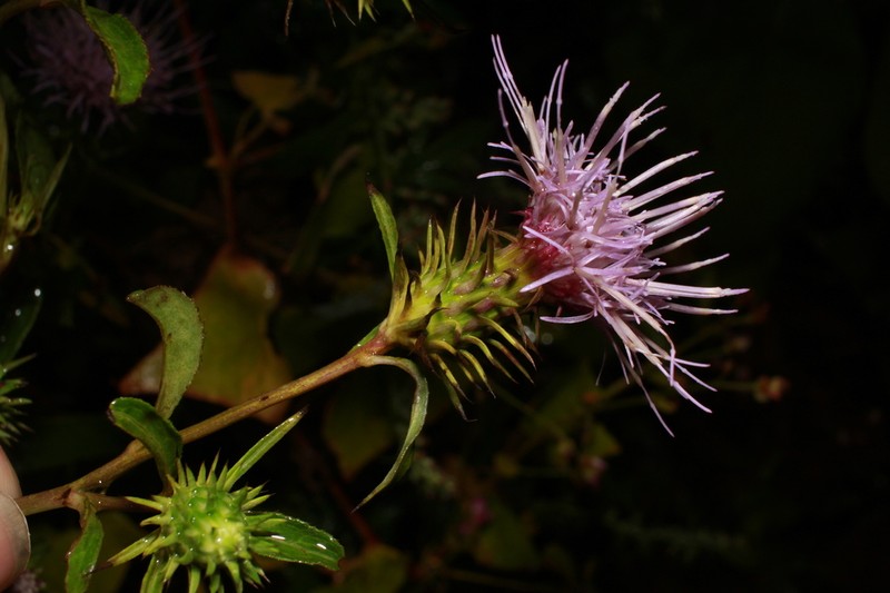 Cirsium domonii