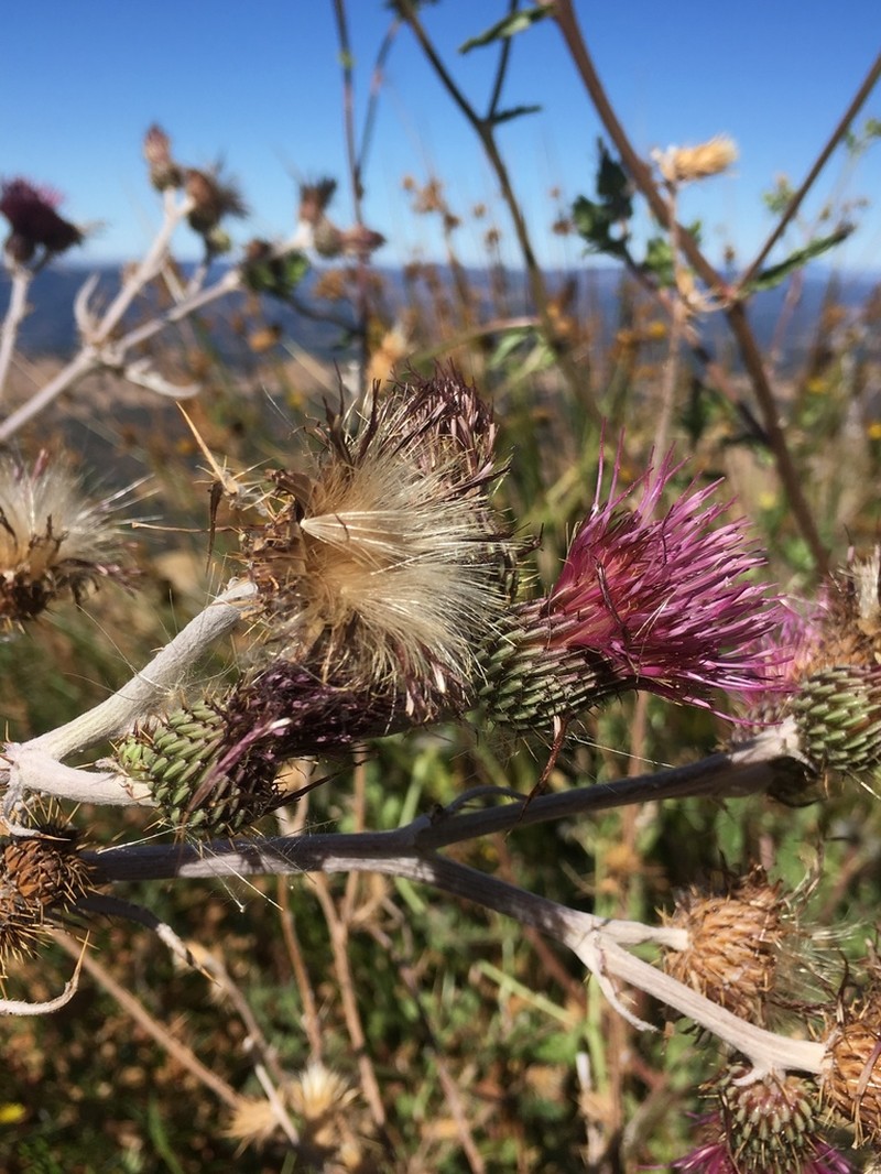 Douglas' Thistle