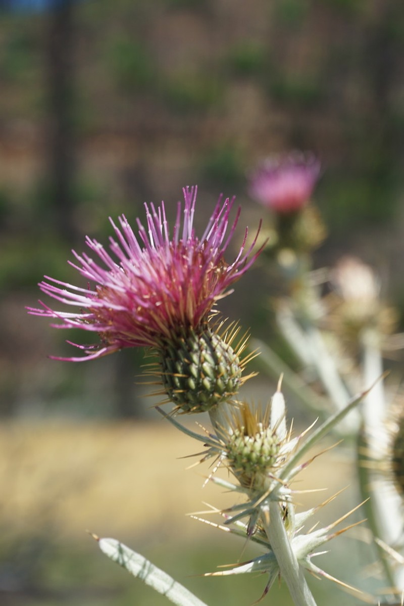 Douglas' Thistle photo 2
