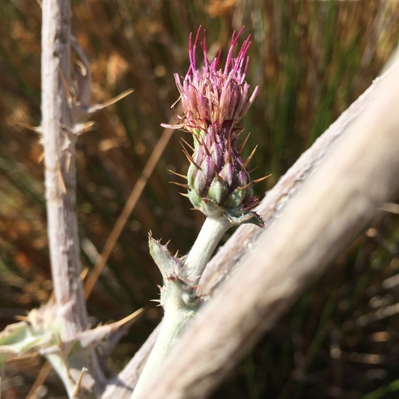 Douglas' Thistle photo 3