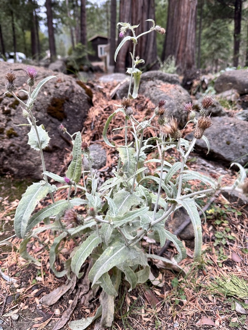 Douglas' Thistle photo 4