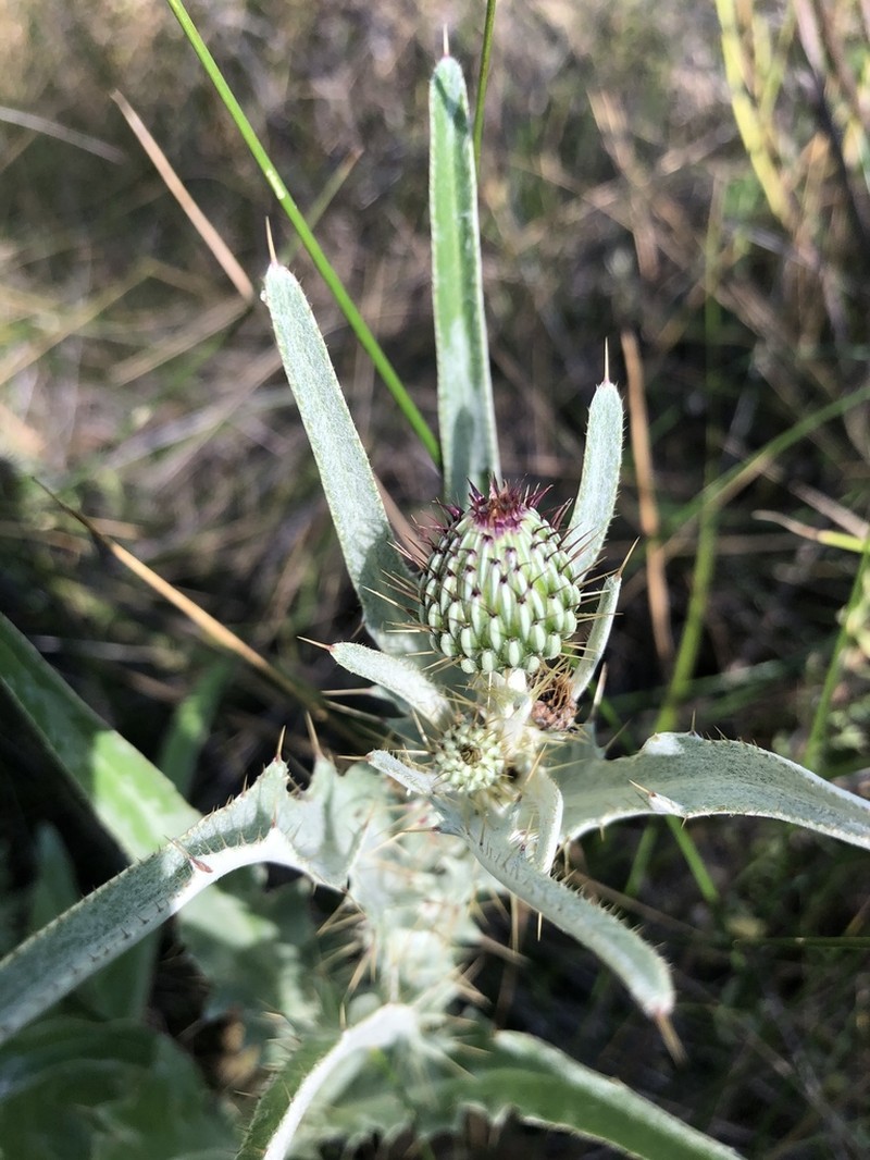 Douglas' Thistle photo 5