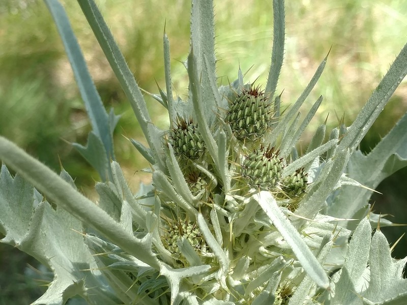 Douglas' Thistle photo 6