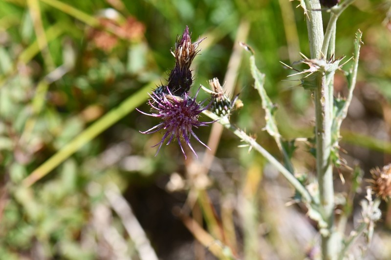 Douglas' Thistle photo 7