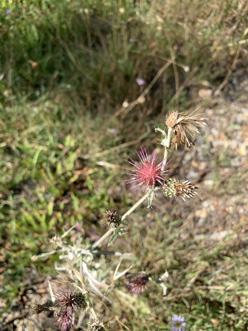 Douglas' Thistle photo 8