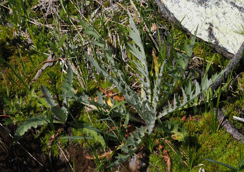 Cirsium douglasii var. breweri
