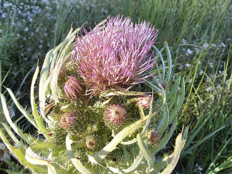 Cirsium douglasii var. breweri photo 2