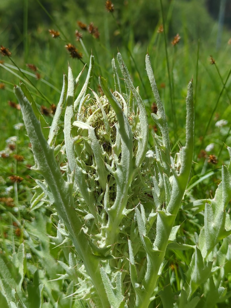 Cirsium douglasii var. breweri photo 3