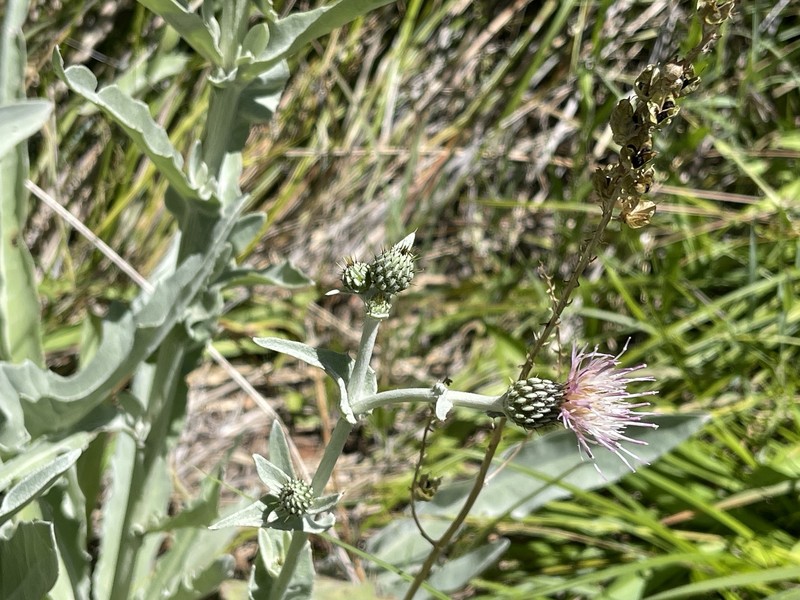 Cirsium douglasii var. breweri photo 4