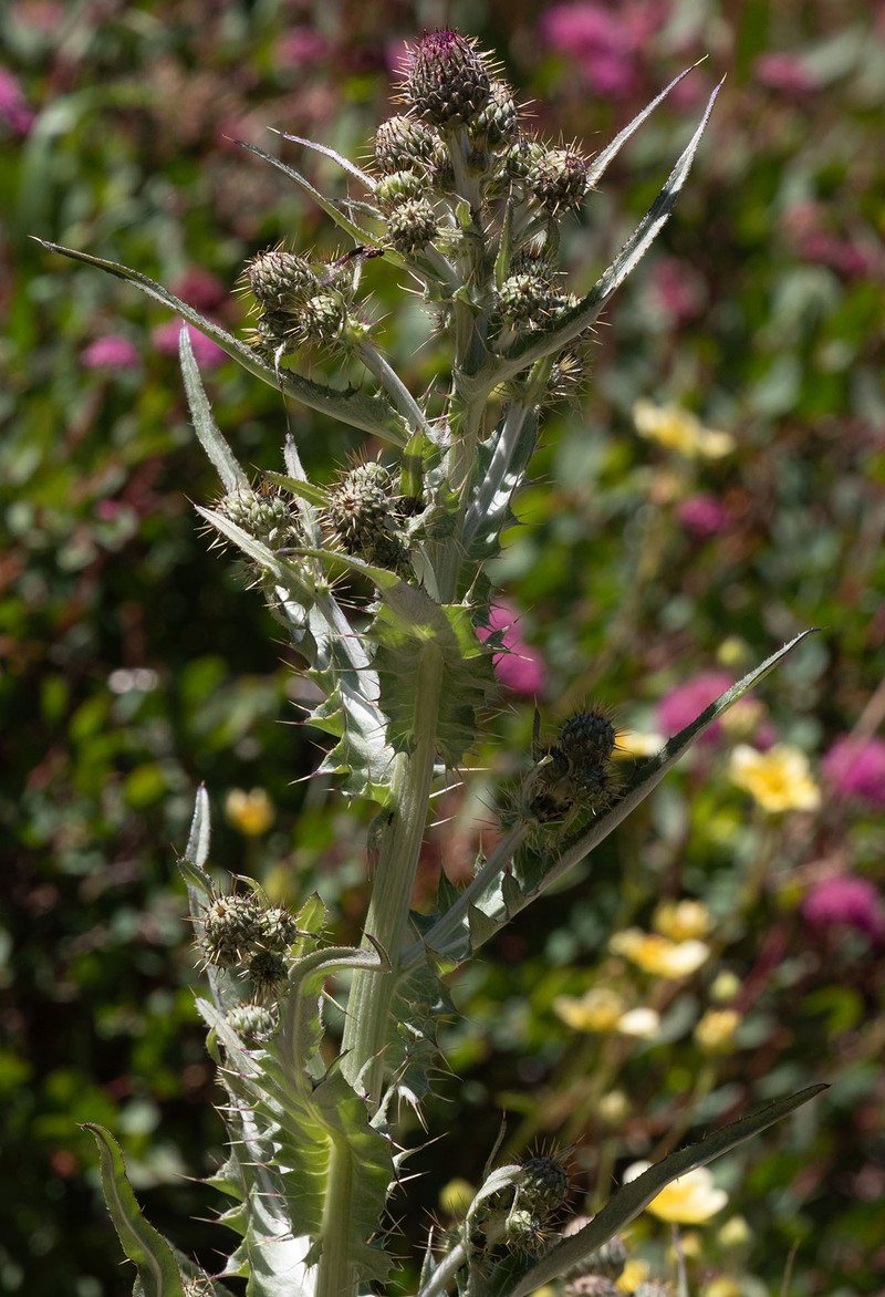 Cirsium douglasii var. breweri photo 5