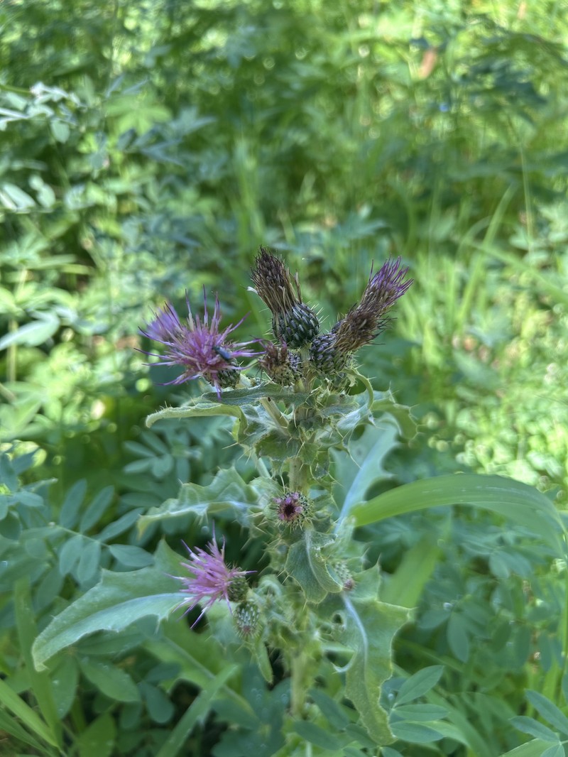 Cirsium douglasii var. breweri photo 6
