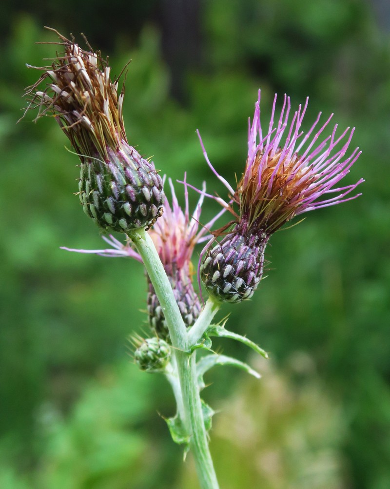 Cirsium douglasii var. breweri photo 7