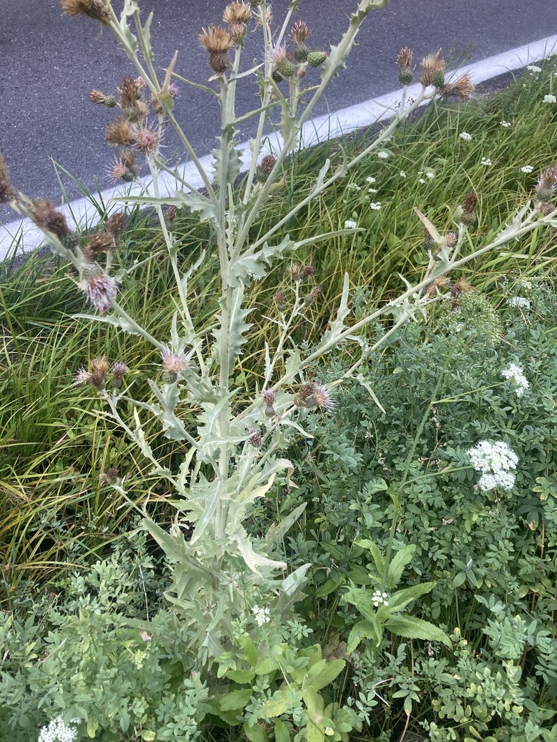 Cirsium douglasii var. breweri photo 8
