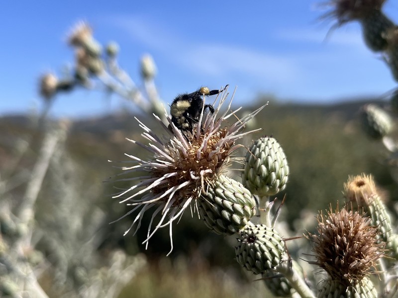 Cirsium douglasii var. douglasii