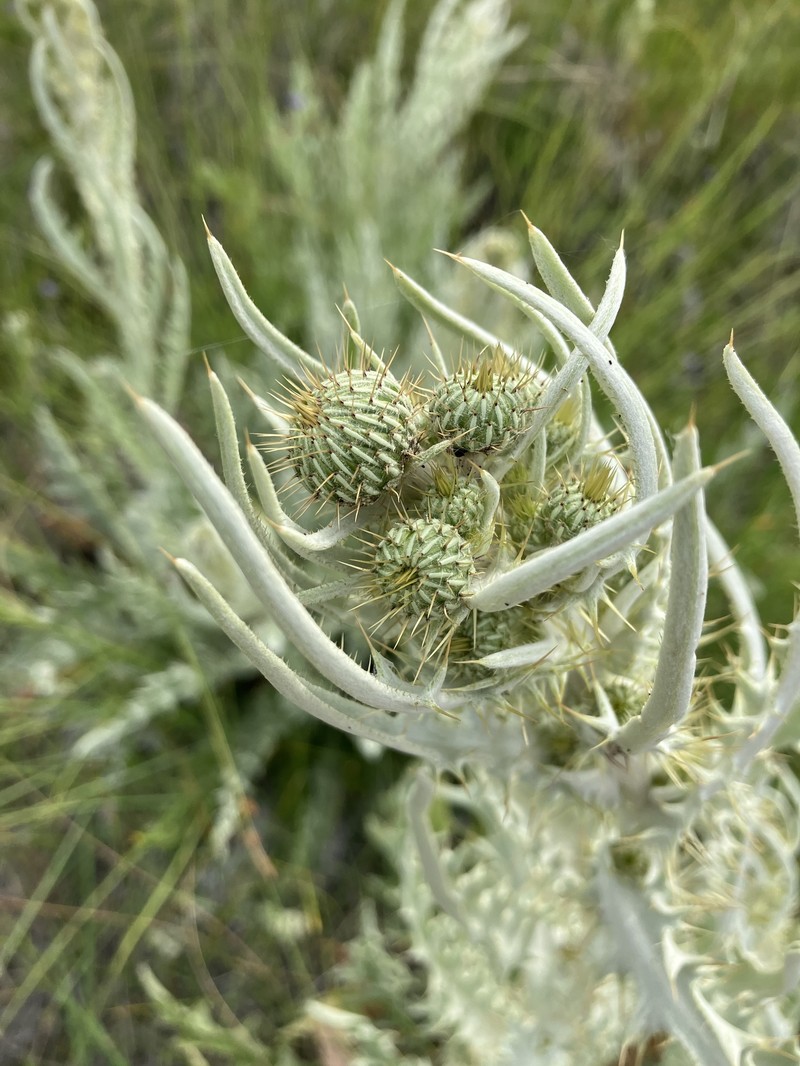 Cirsium douglasii var. douglasii photo 2