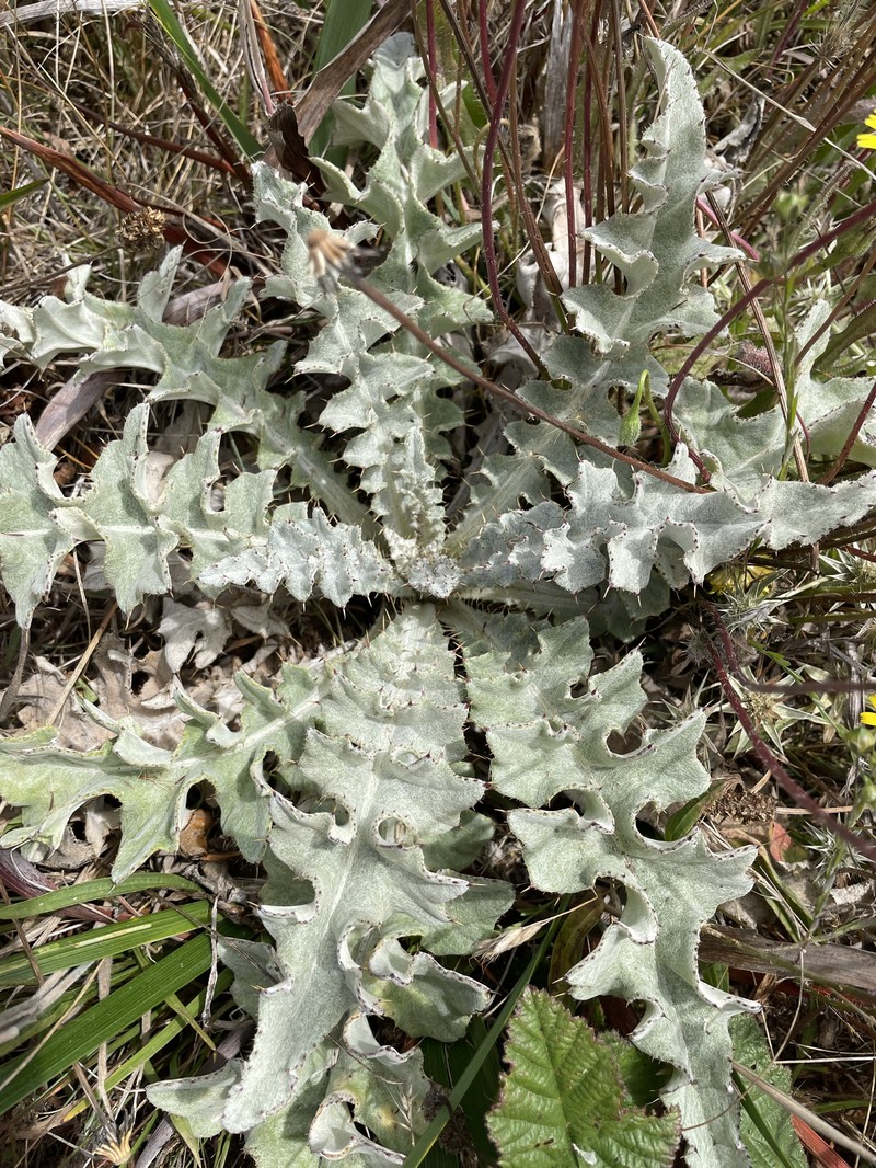 Cirsium douglasii var. douglasii photo 3
