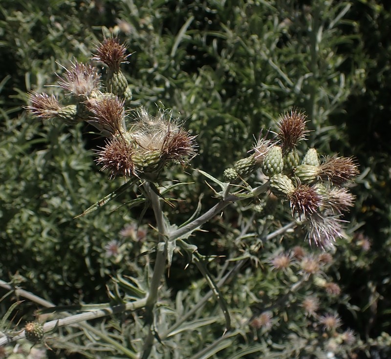 Cirsium douglasii var. douglasii photo 4