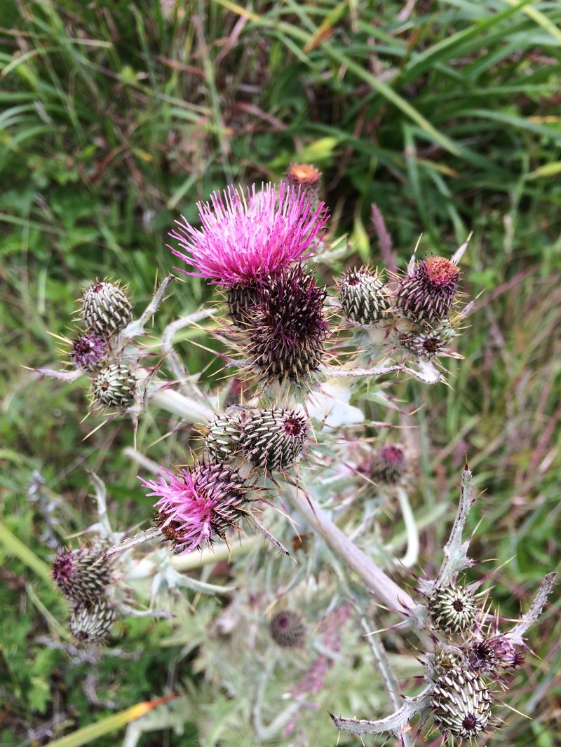 Cirsium douglasii var. douglasii photo 5