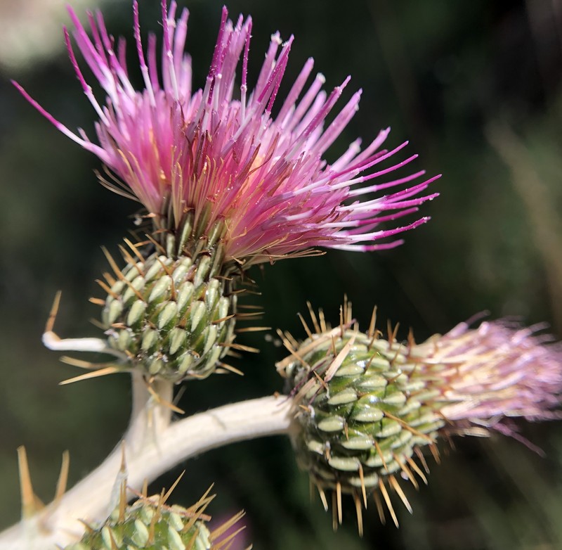 Cirsium douglasii var. douglasii photo 6