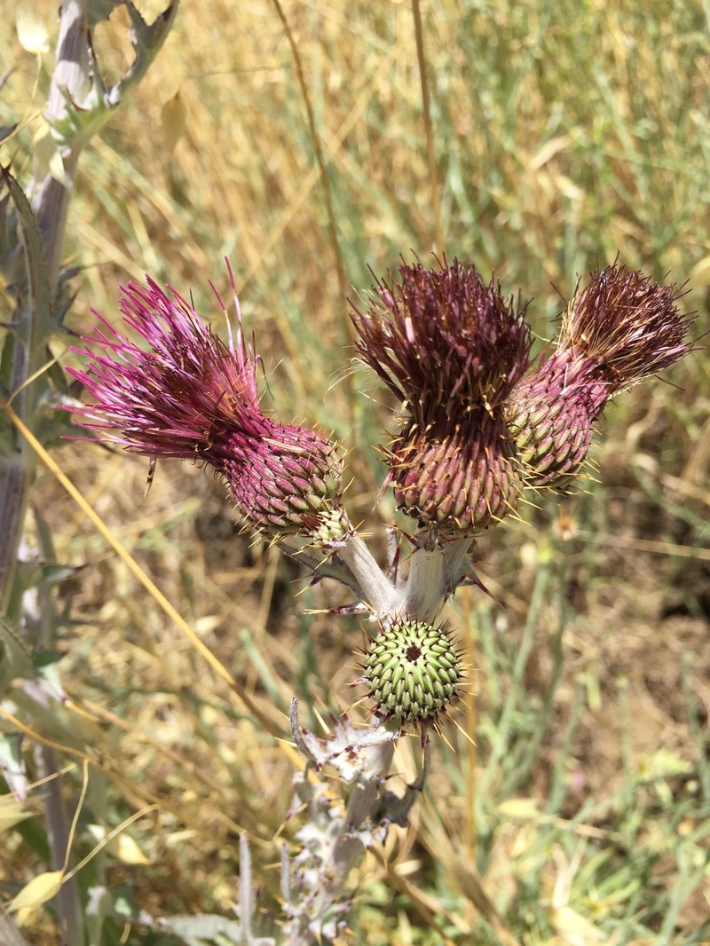Cirsium douglasii var. douglasii photo 7