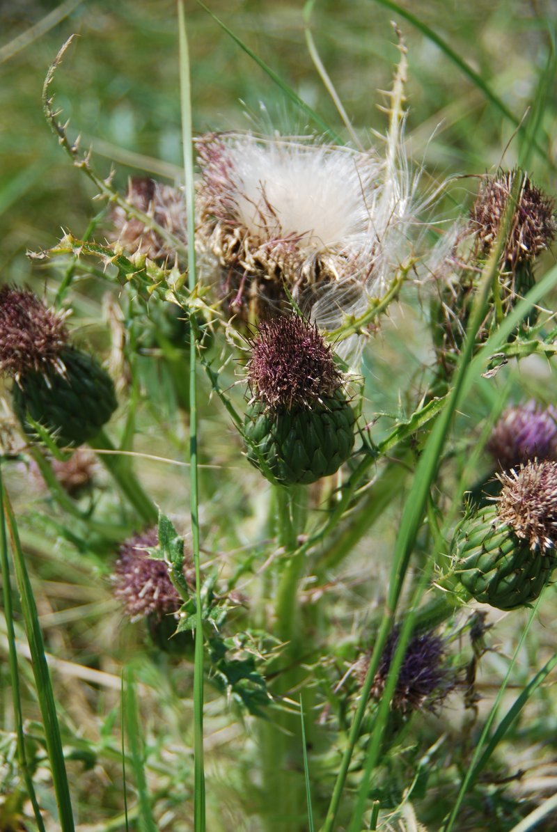 Dwarf Thistle