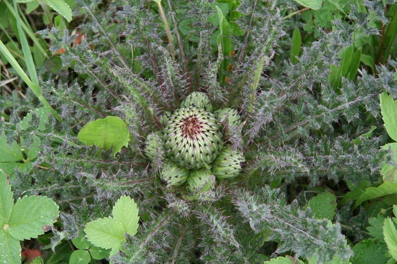 Dwarf Thistle