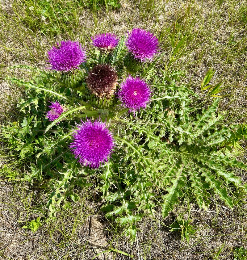 Dwarf Thistle photo 2
