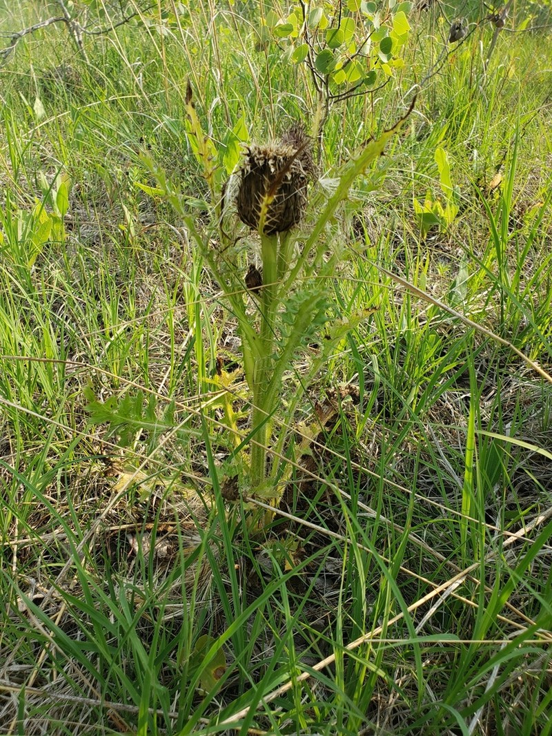 Dwarf Thistle photo 3