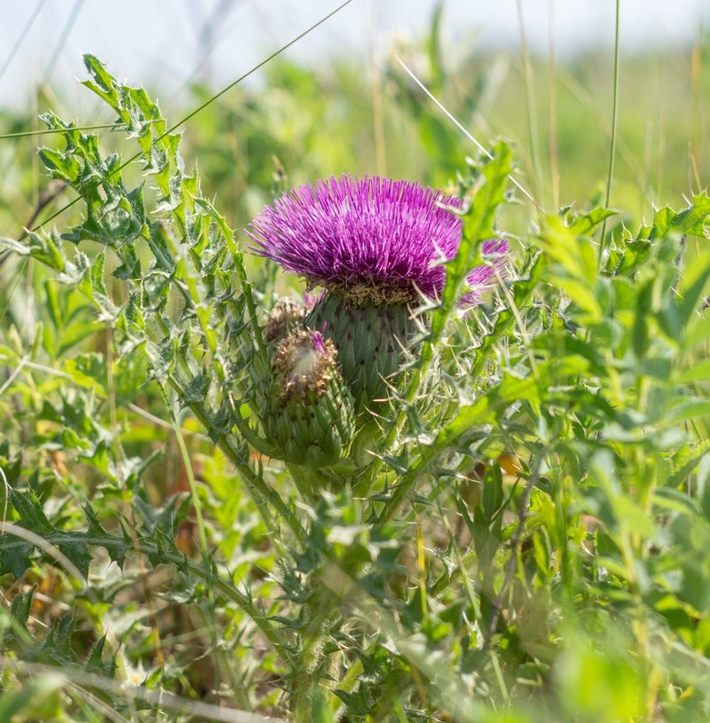 Dwarf Thistle photo 4
