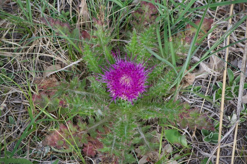 Dwarf Thistle photo 5