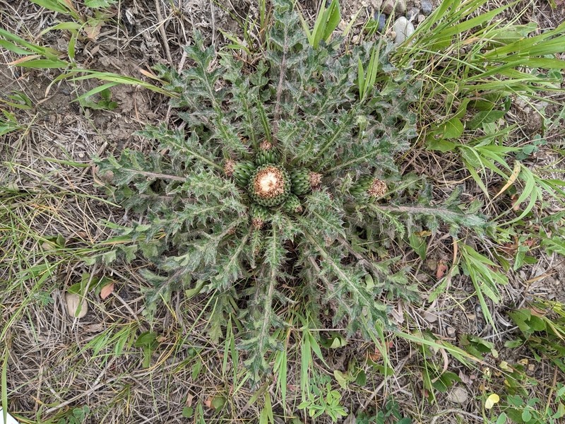 Dwarf Thistle photo 6
