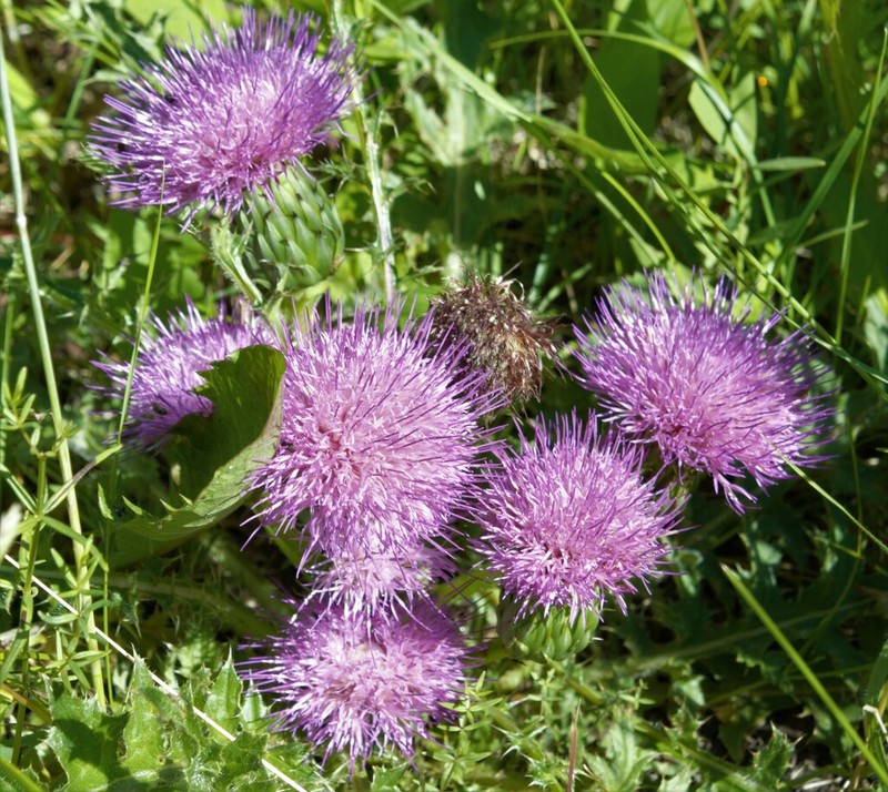 Dwarf Thistle photo 7