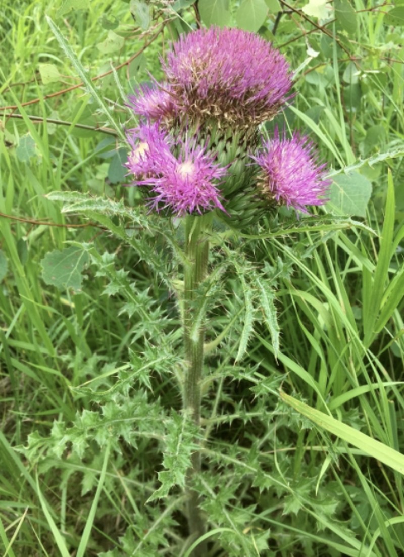 Dwarf Thistle photo 8