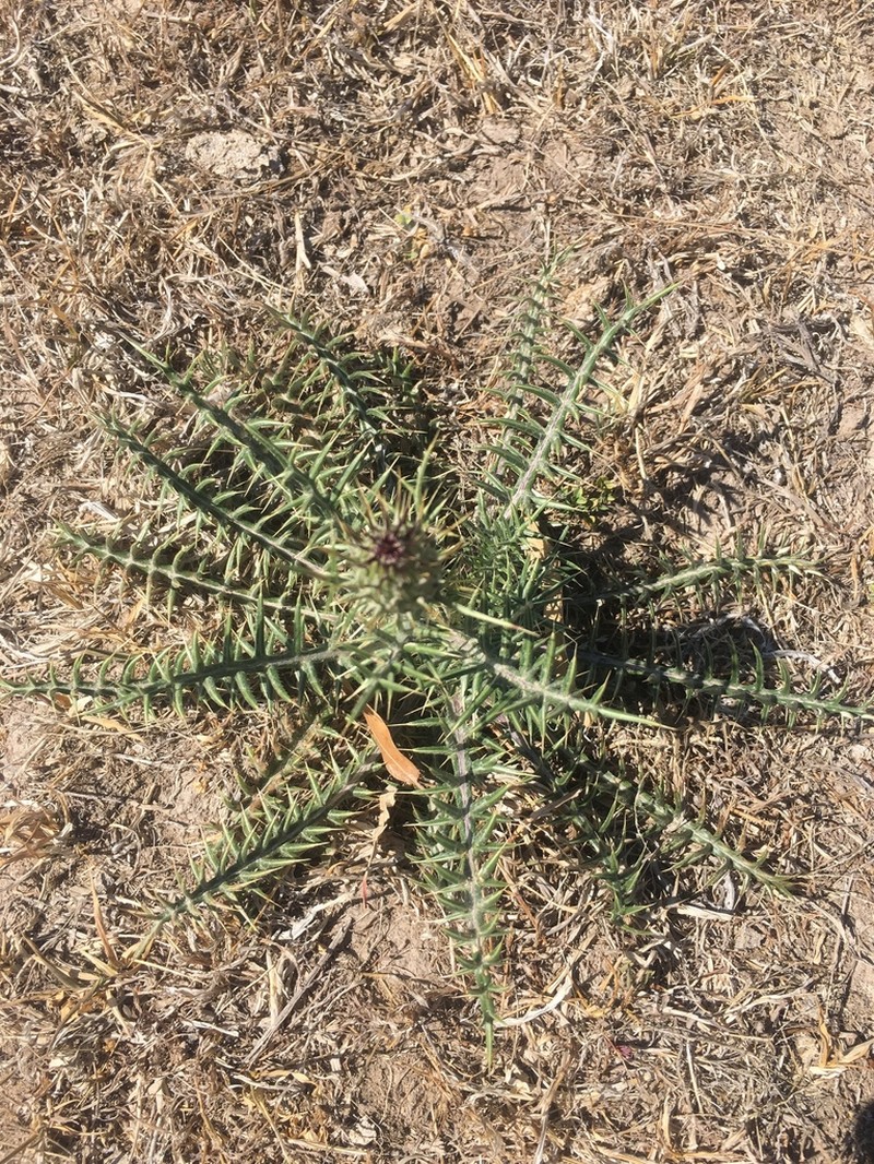 Cirsium durangense