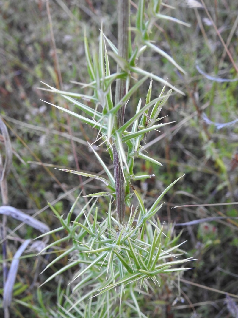 Cirsium durangense photo 2
