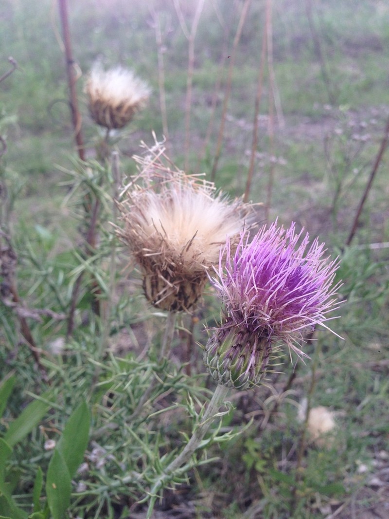 Cirsium durangense photo 3