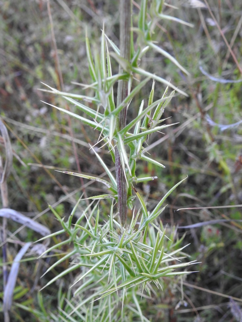 Cirsium durangense photo 4