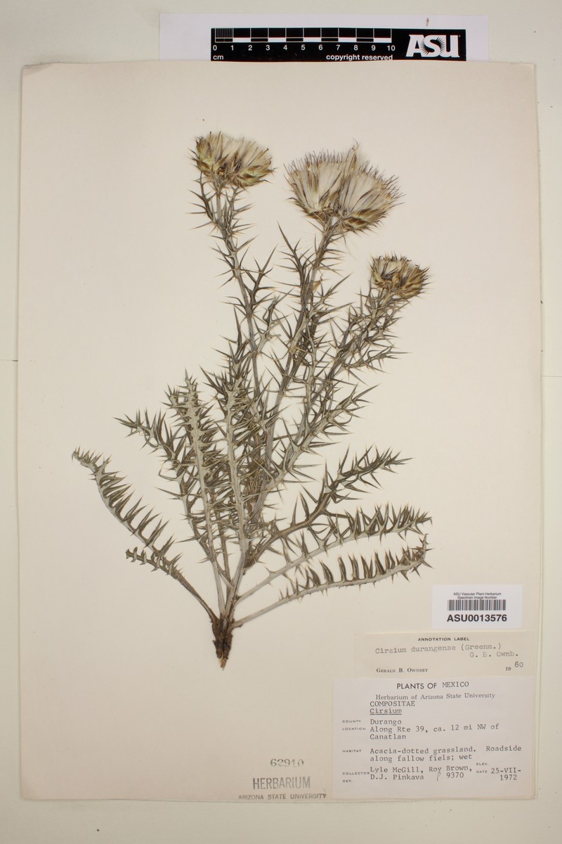 Cirsium durangense photo 5