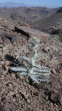 Cirsium dyris