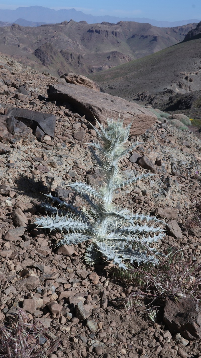 Cirsium dyris