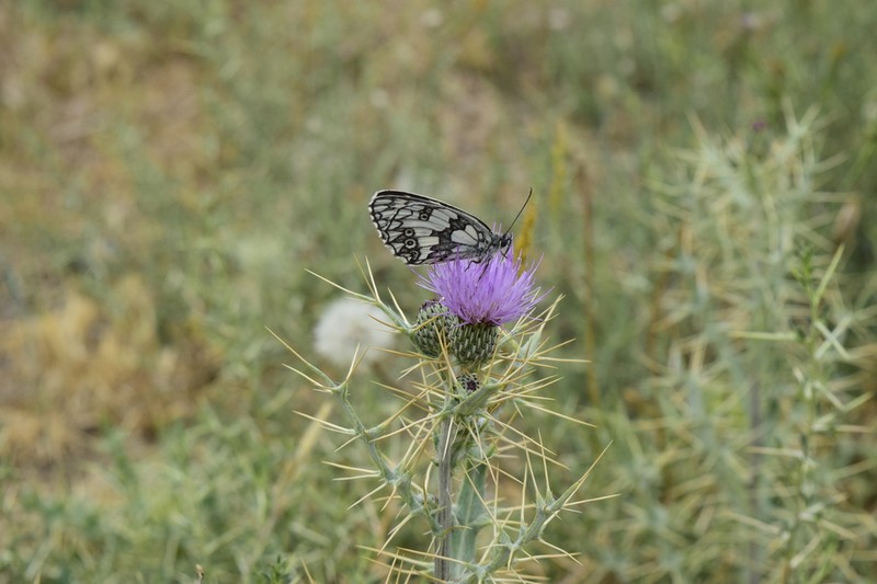 Cirsium dyris photo 2