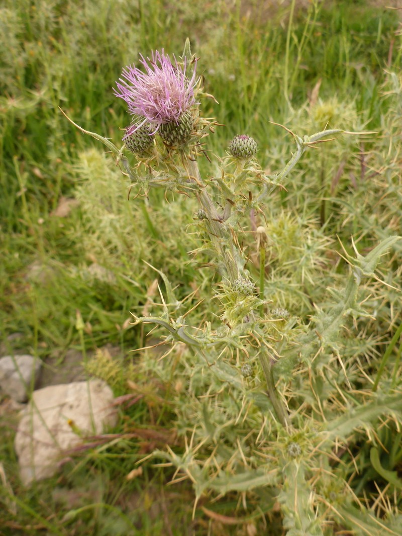 Cirsium dyris photo 3