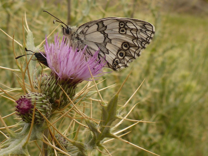 Cirsium dyris photo 4